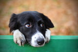 Vom Partner getrennt Wer kriegt den Hund